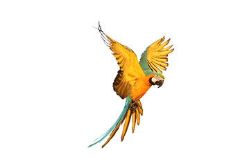 Macaw parrot flying isolated on white background