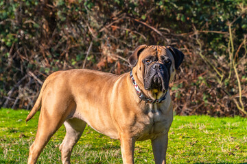  2021-01-22 A LARGE BULLMASTIFF STANDING IN A GRASS FIELD