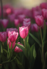Pink tulips in dark tones close up.