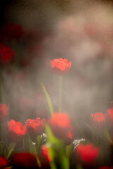 Fototapeta premium Red tulips in dark tones close up.
