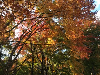 紅葉もみじ