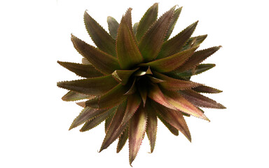 Green nature Abundance Peace of mind found in green nature.
