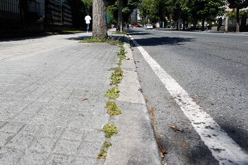 view of weedy sidewalk edge