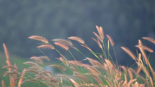 Slow motion of Desho grass or grass flowers blowing in the wind