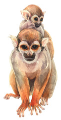 A squirrel monkey with a little baby. Hand painted watercolor illustration.