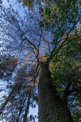 桜とお稲荷さん