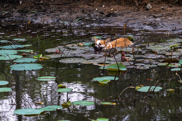 Cute Pembroke Welsh Corgi in muzzle mask swimming in the lotus lake