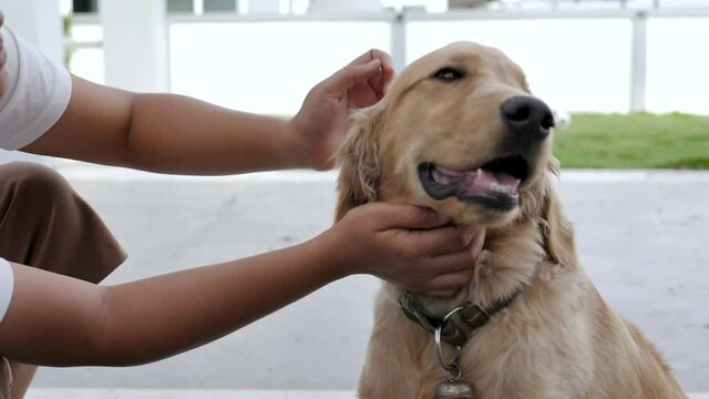 Slow-motion Hands of the woman stroking the golden retriever dog's head for a pet and lifestyle concept, select focus shallow depth of field
