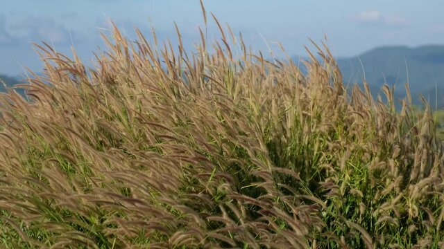 Slow motion of Desho grass or grass flowers blowing in the wind