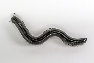 Close up of a archispirostreptus gigas, black centipede on a wall background