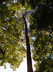 Obraz premium 真っ直ぐ空に伸びる樹木