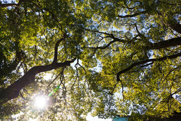 樹木から差し込む日差し