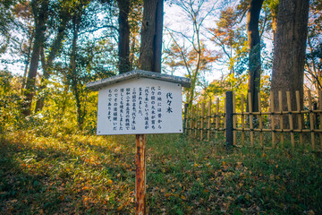 東京、明治神宮の境内にある代々木の由来の説明書き駒札と代々木です