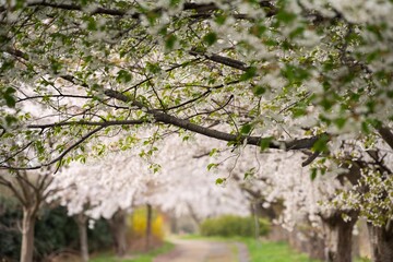 満開の桜ロード
