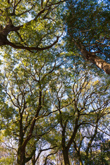 自然の中の樹木