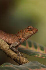 chameleon on a branch