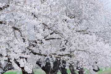 春爛漫に輝く桜