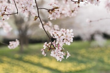散歩道の桜路