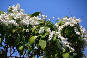 早春に咲くアセビ（馬酔木）の花