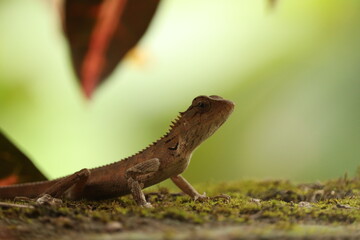 chameleon