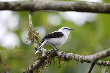 Masked water tyrant (Fluvicola nengeta) in Equador