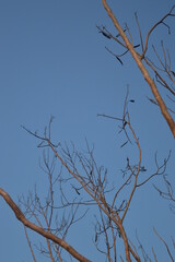 branches against blue sky