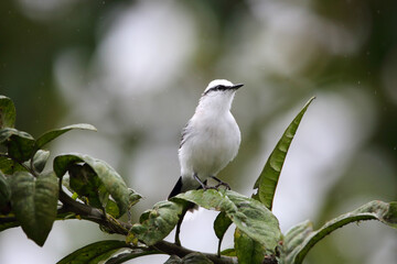 Masked water tyrant (Fluvicola nengeta) in Equador