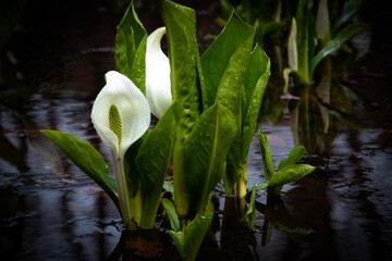 春の白い妖精・水芭蕉