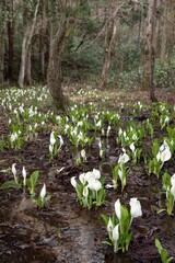 湿原の春・白い妖精