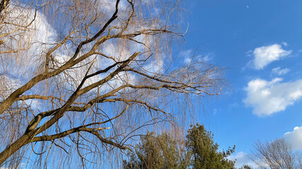 Tree Branches Stretching Upwards Towards the Beautiful Afternoon Sky
