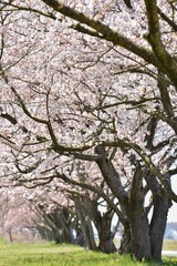 桜並木を行く