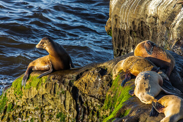 Sunning Seals