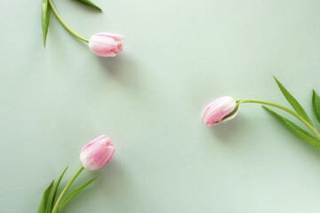 Flowers background. Pink tulips flowers on blue backdrop top view. Copy space. Holiday concept.