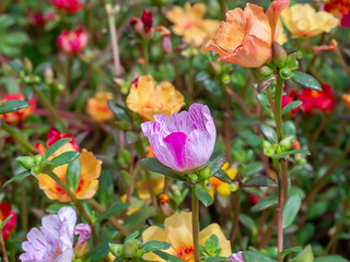 Close up of Portulaca flower