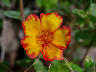 Close up of Portulaca flower