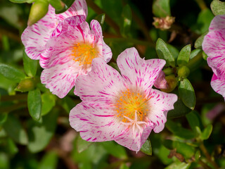 Close up of Portulaca flower