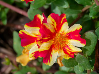 Fototapeta premium Close up of Portulaca flower