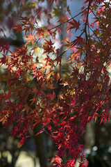 red autumn leaves