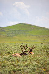 Elk lounging in the sun