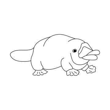 Platypus, animal of Australia, coloring page for children