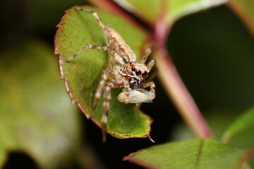 Bronze Jumping Spider, (Helpis minitabunda), with whitefly prey