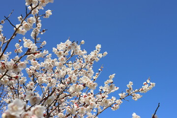 初春の梅の風景