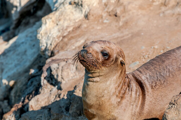 Fototapeta premium Immature California Sea Lion (Zalophus californianus) at hauling-out, Point Dume, California, USA