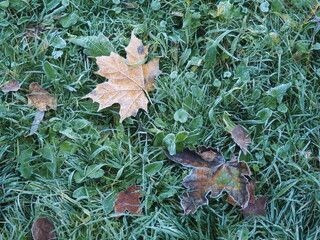 autumn, leaf, leaves, nature, fall, grass, maple, green, tree, yellow, plant, red, season, foliage, dry, natural, texture, color, orange, closeup, brown, forest, outdoors, frost, garden