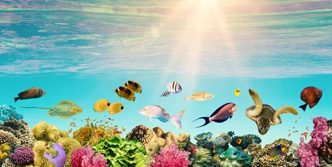  onderwater paradijs achtergrond koraalrif dieren in het wild natuur collage met haai mantarog zeeschildpad kleurrijke vissen achtergrond © Solarisys
