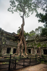  Та Prohm is the largest temple, it rains in the rainy season.  Restorers spared banyan trees with their aerial roots. 