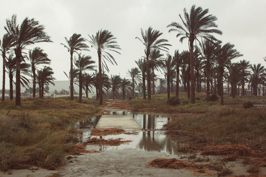 Strong Storm Wind Sways The Palm Trees