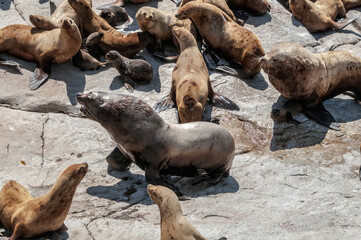 Obraz premium Two Steller's Sea Lion (Eumetopias jubatus) bulls fighting at colony, Chowiet Island, Semidi Islands, Alaska, USA