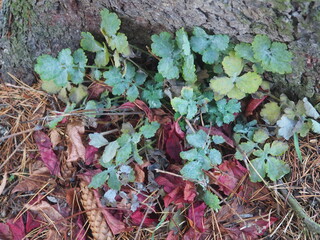 green, plant, leaf, nature, garden, leaves, grass, tree, natural, autumn, ivy, texture, fresh, foliage, forest, ground, flora, brown, red, spring, color, organic, healthy, pattern