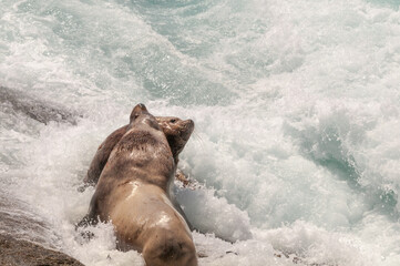 Fototapeta premium Two Steller's Sea Lion (Eumetopias jubatus) bulls fighting at colony, Chowiet Island, Semidi Islands, Alaska, USA